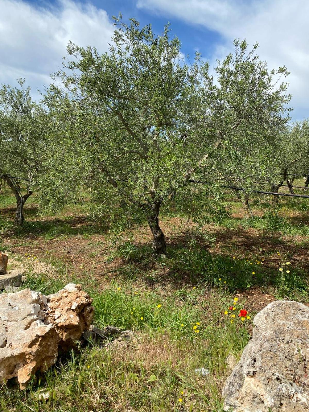 Villa Trellame - Casa Vacanze Tra Gli Ulivi Acquaviva delle Fonti Exteriör bild